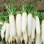 6 Simple and Effective Ways to Relieve Coughs and Hoarseness Using Radish