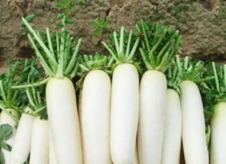 6 Simple and Effective Ways to Relieve Coughs and Hoarseness Using Radish