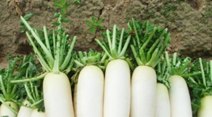 6 Simple and Effective Ways to Relieve Coughs and Hoarseness Using Radish
