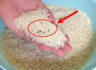 The Ultimate Guide to Rice Storage: 4 Tips to Keep Pests at Bay All Year Round