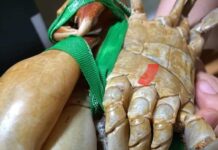 “The Ultimate Guide to Cooking Crab: Transform Your Crab Dish with These Simple Steps”