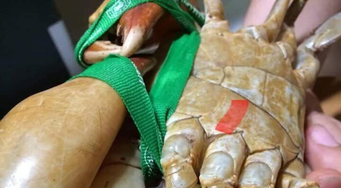 “The Ultimate Guide to Cooking Crab: Transform Your Crab Dish with These Simple Steps”