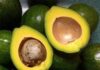 Unlock the Power of Avocado Pits: Nature’s Hidden Antioxidant Treasure for Weight Loss and Beauty