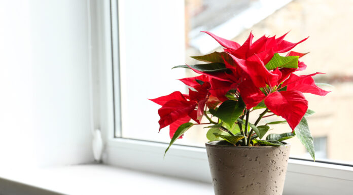 The Top 23 Lucky Desk Plants for a Prosperous 2021: A Feng Shui Guide