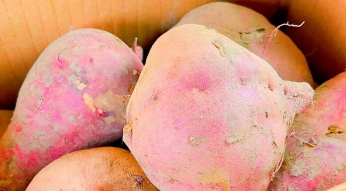 The Ultimate Guide to Sweet Potato Storage: Keep Them Fresh and Tasty for Months