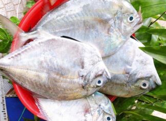 “The Generously Named Fish: A Rare Delicacy in Binh Thuan, Beloved by All Ages for Its Unique Meat”