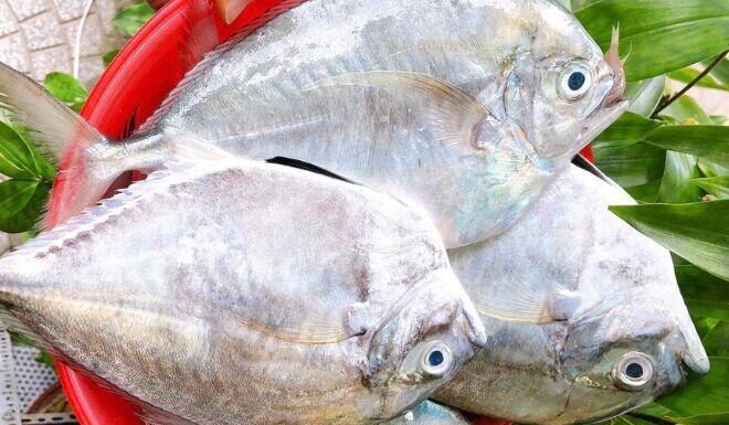 “The Generously Named Fish: A Rare Delicacy in Binh Thuan, Beloved by All Ages for Its Unique Meat”