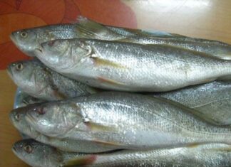 “Embarrassingly Named Fish That’ll Make You Chuckle: Versatile in Recipes, Nutritious, and Priced at Up to $20/kg”