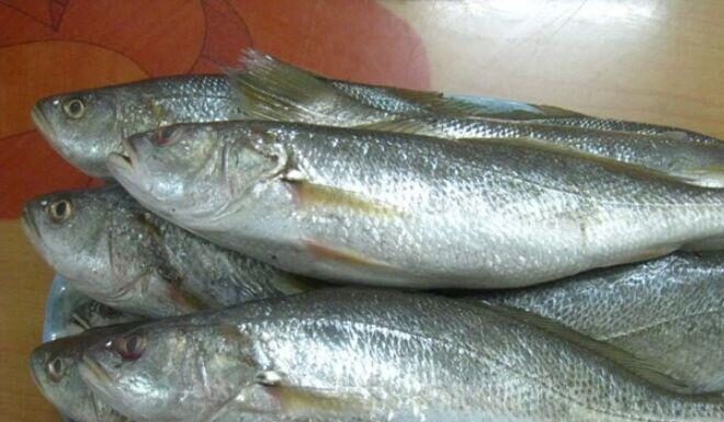 “Embarrassingly Named Fish That’ll Make You Chuckle: Versatile in Cooking, Nutritious, and Priced at Up to $20/kg”