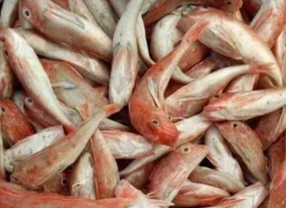 Exotic Fish in Nghe An: Once Shunned, Now a Gourmet Delight with Chicken-Like Flavor, Prices Surge 10x as Foodies Rush to Buy