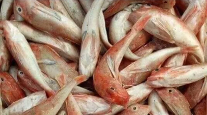 Exotic Fish in Nghe An: Once Shunned, Now a Gourmet Delight with Chicken-Like Flavor, Prices Surge 10x as Foodies Rush to Buy