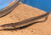 The Unknown Delicacy of Phu Yen: A Fish With a “Treasure” Worth $400/kg in its Belly, a Favorite Among City Dwellers.