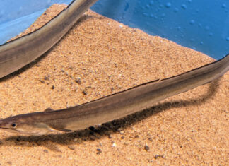 The Unknown Delicacy of Phu Yen: A Fish With a “Treasure” Worth $400/kg in its Belly, a Favorite Among City Dwellers.