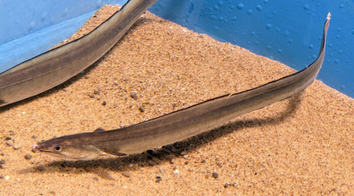 The Unknown Delicacy of Phu Yen: A Fish With a “Treasure” Worth $400/kg in its Belly, a Favorite Among City Dwellers.