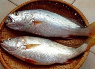 The Unsung Hero: Transforming Perceptions of the “Modest” Fish and Swimming to International Recognition