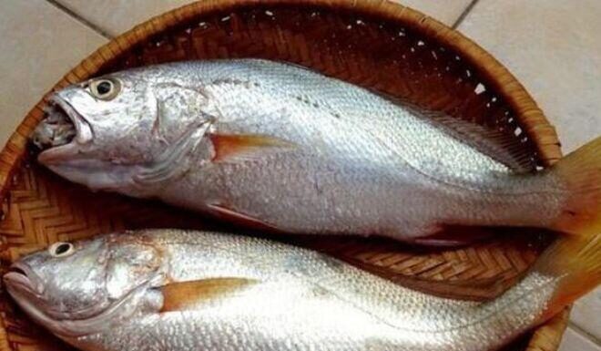 The Unsung Hero: Transforming Perceptions of the “Modest” Fish and Swimming to International Recognition