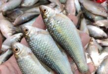 The Ultimate Delicacy: Rediscovering the Unique Taste of the “Once-Shunned” Fish