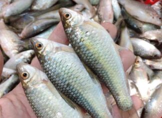 The Ultimate Delicacy: Rediscovering the Unique Taste of the “Once-Shunned” Fish