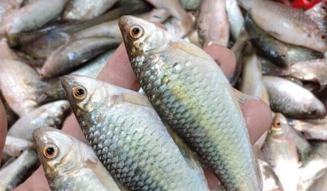 The Ultimate Delicacy: Rediscovering the Unique Taste of the “Once-Shunned” Fish