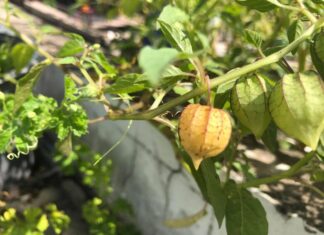 Wild Berries Once a Childhood Snack in Vietnam Now Fetch Up to $30/kg as a Sought-After “Superfruit” Abroad