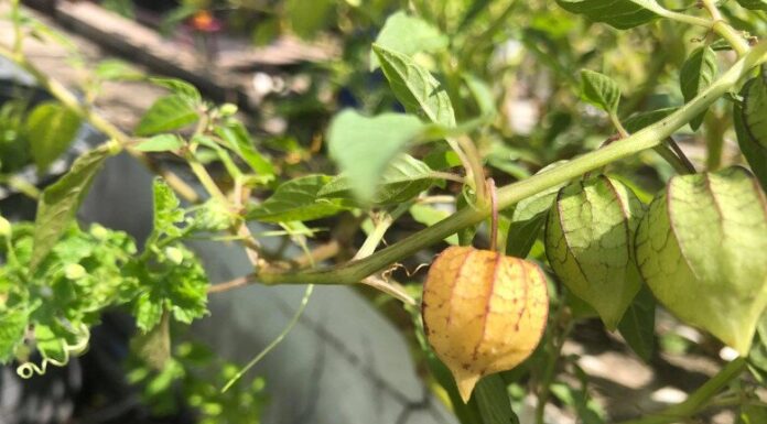 Wild Berries Once a Common Childhood Snack in Vietnam Now Fetch Premium Prices Abroad as “Superfruit,” Selling for Nearly $30 per Kilogram