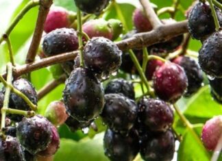 Forest Fruit Once a Child’s Play Snack Now Sells at Premium Prices in Urban Markets, Drawing Crowds