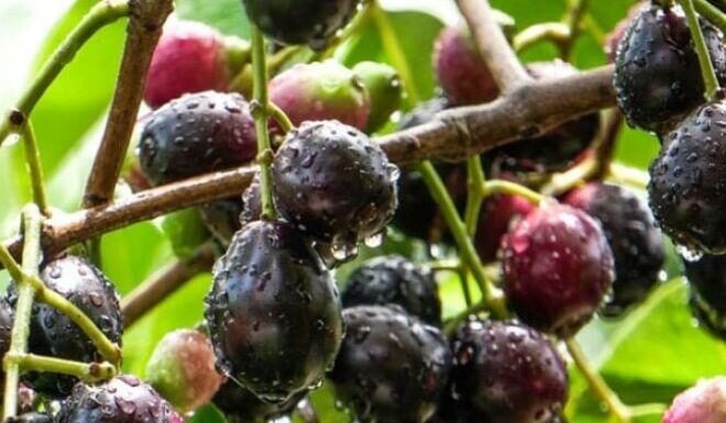 Forest Fruit Once a Child’s Play Snack Now Sells at Premium Prices in Urban Markets, Drawing Crowds