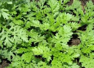 “The Ultimate Superfood: Unlocking the Power of “Emperor’s Vegetable” for Heart and Lung Health”