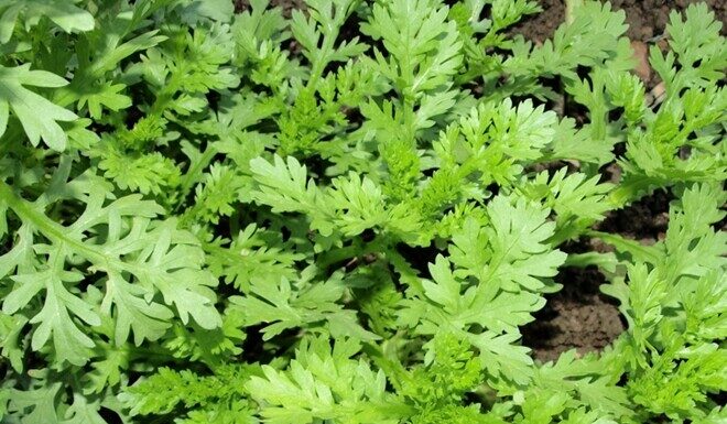 “The Ultimate Superfood: Unlocking the Power of “Emperor’s Vegetable” for Heart and Lung Health”