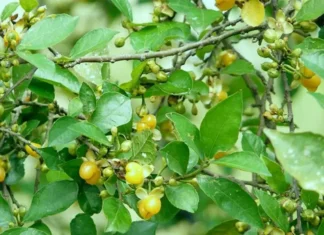 The Edible Fence: Nature’s Bounty, a Foraging Delight.