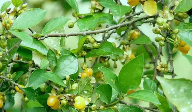 The Edible Fence: Nature’s Bounty, a Foraging Delight.