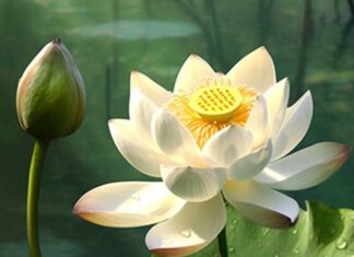 The Wise Man’s ‘No’: A Powerful Word Often Forgotten by Fools