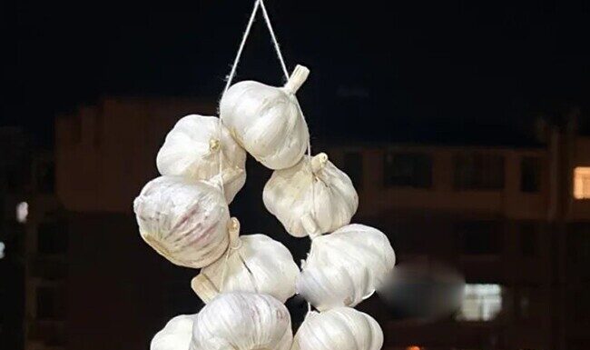 “The Ultimate Garlic Guide: 8 Tips for Long-Lasting, Pest-Free Bulbs”