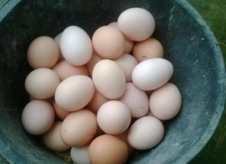 Smart Egg Buyers Choose Smaller Eggs: Why You Should Follow Suit