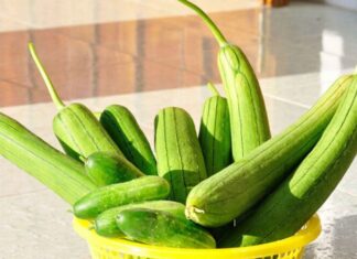 “The Humble Yet Mighty Gourd: A Poor Man’s Panacea, But Beware of These Three Foes”