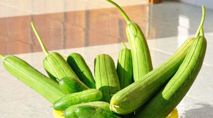 “The Humble Yet Mighty Gourd: A Poor Man’s Panacea, But Beware of These Three Foes”