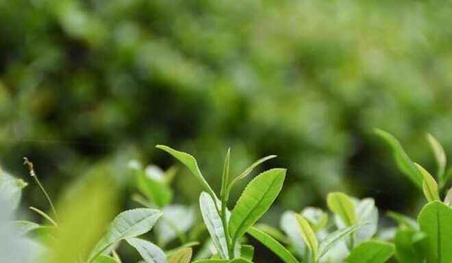 The Savvy Individual’s Guide to Protecting Their Fortune: Avoiding the Pitfalls of Others’ Envious Eyes