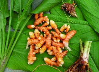 “The Spice Queen” – A Powerful Cancer-Fighting Herb with Versatile Culinary Charms.