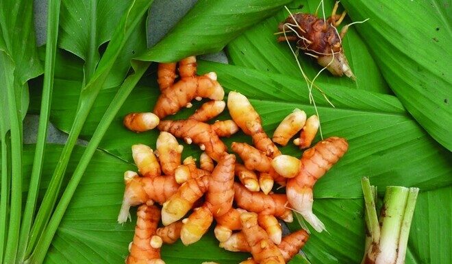 “The Spice Queen” – A Powerful Cancer-Fighting Herb with Versatile Culinary Charms.