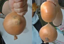 The Ultimate Guide to Storing Onions: Keep Them Fresh for Up to 8 Months!