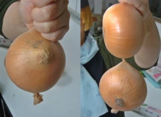 The Ultimate Guide to Storing Onions: Keep Them Fresh for Up to 8 Months!