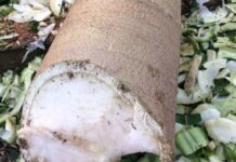 The Hidden Gem Within: Transforming Papaya Stems into Delicious Dishes