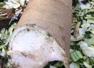 The Hidden Gem Within: Transforming Papaya Stems into Delicious Dishes that Rival Chicken