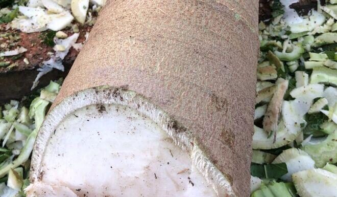 The Hidden Gem Within: Transforming Papaya Stems into Delicious Dishes