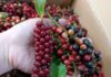 “Wild Berries Once Snacked on by Kids Now a Sought-After Specialty: Women Rave About Its Health Benefits in Infused Liquor”