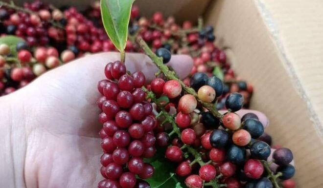 “Wild Berries Once Foraged by Children Now a Sought-After Specialty: Women Are Hunting Them Down to Make Health-Boosting Wine Infusions”