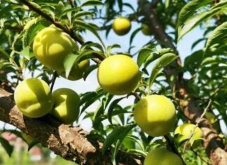 “The Bizarre Blue Fruit with Honey-Sweet Taste Taking Social Media by Storm: Women Rush to Try Despite $25/kg Price Tag”