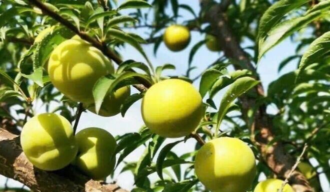 “The Bizarre Blue Fruit with Honey-Sweet Taste Taking Social Media by Storm: Women Rush to Try Despite $25/kg Price Tag”