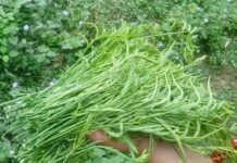 “The Stinky Forest Vegetable That Makes an Entire Village Hold Their Noses: A Unique Delicacy from Northwest Vietnam, Fiercely Sought After by Tourists as a Souvenir”