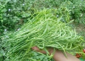 “The Stinky Forest Delicacy: A Unique Northwestern Specialty That Has Tourists Scrambling to Buy as Gifts”